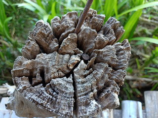 Close up and top view of rotten tree stump, Thailand