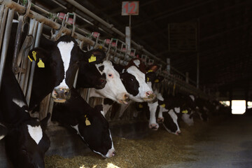 Pretty cows near fence on farm. Animal husbandry