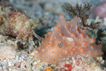 Colorful nudibranch sealslug crawling across coral reef