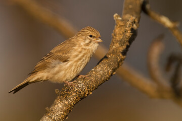 Yemen Serin, Serinus menachensis