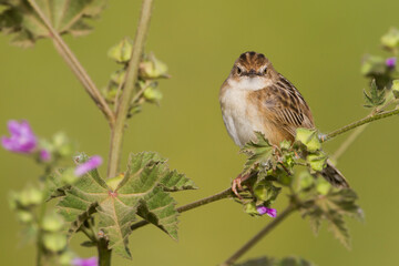 Graszanger, Zitting Cisticola, Cisticola juncidis cisticola
