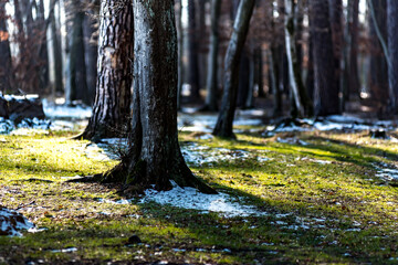 Pine forest in early spring. Sunny day and a little snow