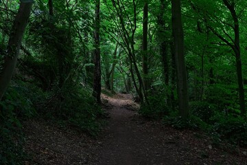 a woodland path in the summer time