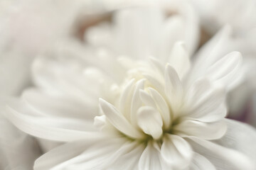 Obraz na płótnie Canvas white flower close up