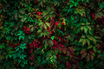 green leaves background