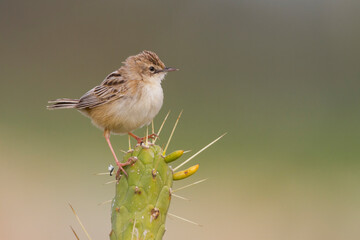 Graszanger, Zitting Cisticola, Cisticola juncidis cisticola