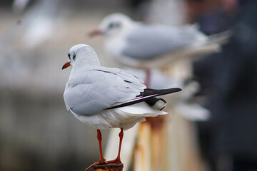 coastal gulls