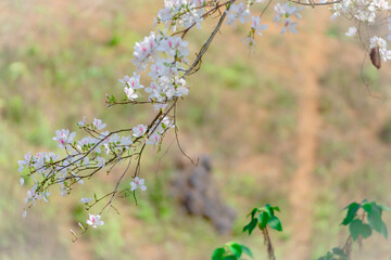 Picture of a beautiful flower