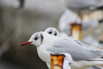 coastal gulls