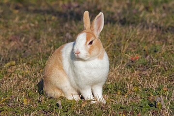 bunny © flafabri