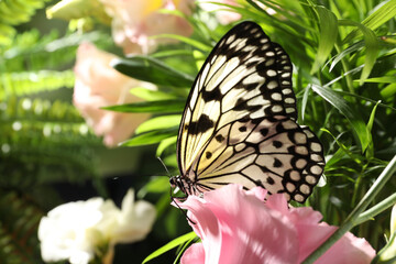 Beautiful rice paper butterfly on pink flower in garden
