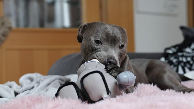 Cute Staffordshire Bull Terrier Nibbles its Toy on Sofa in the Living Room. Adorable Staff Bull Gnaws its Dog Toy on Fluffy Blanket during Daytime.