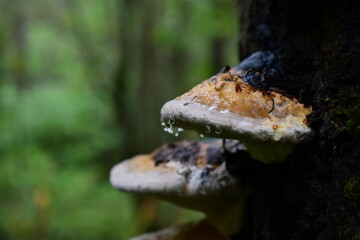 mushroom in the forest