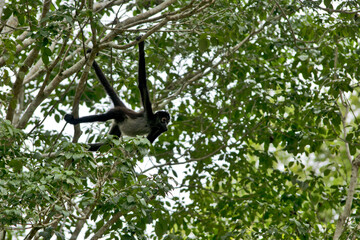 Fototapeta premium Tikal National Park, Guatemala, Central America: spider monkeys