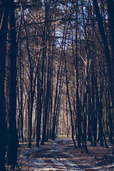 Beech forest in early spring. The snow is melting, the green grass