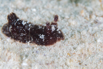 Colorful nudibranch sealslug crawling across coral reef