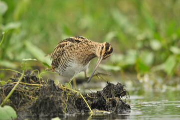 Bekas kszyk na wiosennym rozlewisku