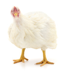 white hen isolated.