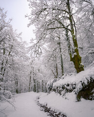 Big Aged chestnut tree next to a snow covered forest path