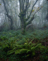 Moody atmosphere in an oak forest