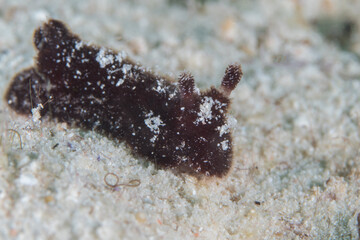 Colorful nudibranch sealslug crawling across coral reef