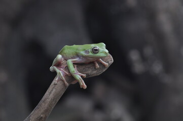 Dumpy Tree Frog on black background