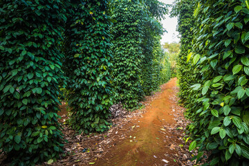 Green pepper farm in Vietnam