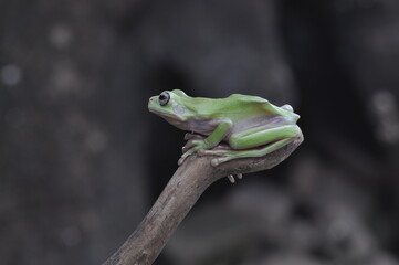 Dumpy Tree Frog on black background