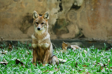 Different actions of the golden jackal during the day. Golden jackal siting on lawn