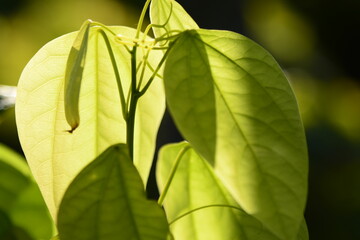 A landscape photo taken in Vietnam