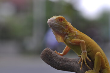 The yellow iguana, also known as the American iguana, mostly herbivorous species of lizard