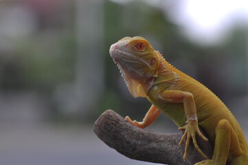 The yellow iguana, also known as the American iguana, mostly herbivorous species of lizard