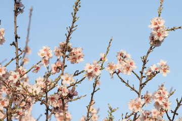 Almond tree blossom