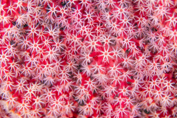 Close up detail of soft coral polyps