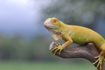 The yellow iguana, also known as the American iguana, mostly herbivorous species of lizard