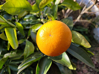 Jeju's representative fruit tangerine