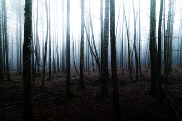 Naklejka premium Mysterious forest scene with light shining through old trees and fog