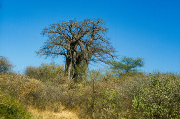 Baobab, adansonia digitata, Kenya