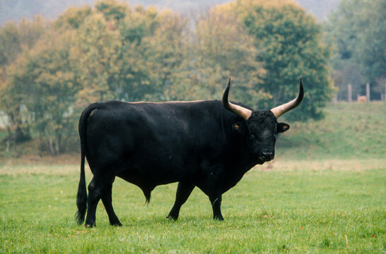 Taureau, Auroch, bos primigenius