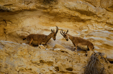 Bouquetin de Nubie, Capra ibex nubiana, désert du Néguev, Israel