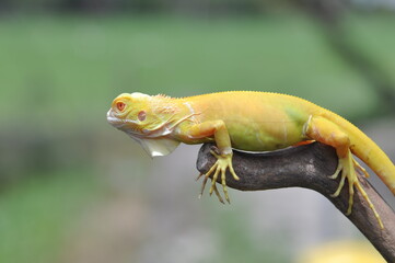 The yellow iguana, also known as the American iguana, mostly herbivorous species of lizard