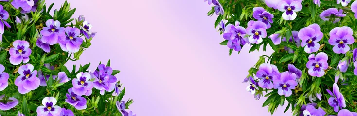  Floral frame or border with pansy flowers with green leaves close up, copy space for text. Spring or summer background for greeting card, invitation with tender violet flowers in corners. Beauty of na © rvo233