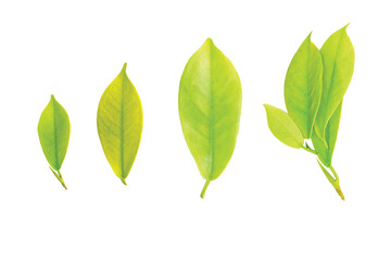 Isolated natural tropical summer green leaves or leaf tea making plant as a design with clipping path.