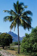 Cocotier, cocos nucifera, Madagascar