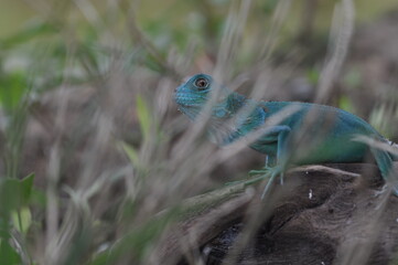 The Blue iguana, also known as the American iguana, mostly herbivorous species of lizard