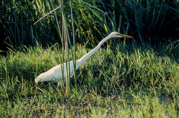 Grande Aigrette,.Ardea alba, Great Egret