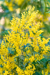 Blossoming of mimosa tree. yellow flowers in blooming