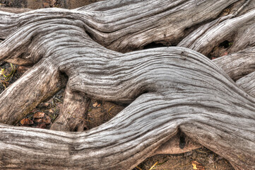 twisted tree roots