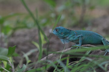 The Blue iguana, also known as the American iguana, mostly herbivorous species of lizard