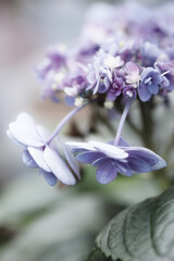 Beautiful purple flowers.Macro photo of flowers for Valentine's day.